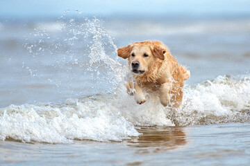 Sticker - happy golden retriever dog jumping in the sea water