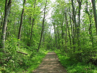 Lushgreen pathway inside a forest