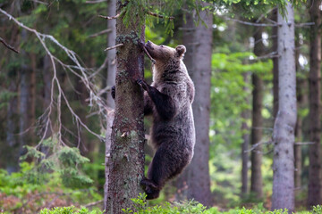 Young Bear climbing on a tree. Hugging a spruce tree.