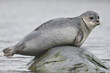 © Staffan Widstrand - Harbor seal on rock in sea