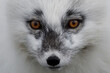 © Staffan Widstrand - Arctic fox portrait