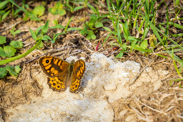 Wall brown (Lasiommata megera) in the garden