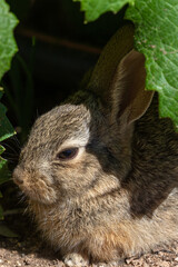 Cute Young Cottontail Rabbit in Summer 