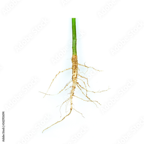 Fotomural Root of weed, unwanted flora,Root of broadleaf weeds Isolated from a white background