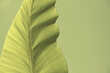 © namsai - Light green spiral banana leaf on solid light green background. A toned image made for minimal zen nature aesthetic.