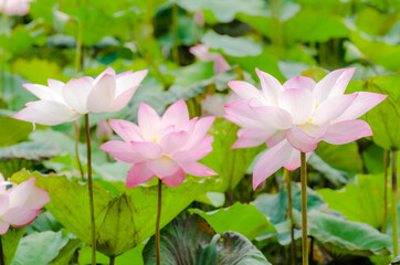 Beautifu lfull bloom pink lotus flowers with blur green background