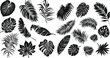 © Снежана Дашкевич - palm leaves set black and white vector illustration