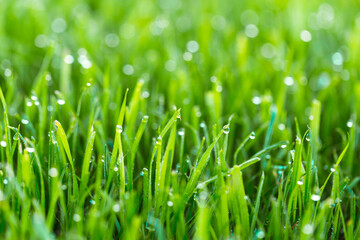 Beauty backgrounds with foliage, green grass, dew drops and bokeh