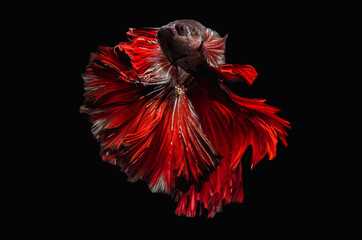 Wall Mural - Rhythmic of Betta fish, siamese fighting fish betta splendens (Halfmoon  betta ),isolated on black background.