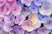 Close Up Of  Pastel Multi Color Perple Pink And Blue Hydrangeas Flower For Background.