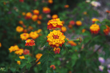 Close Up View Of A Group Of Red, Orange And Yellow Lantana Camara Flowers Still In The Plant. Special Focus On The Flower In The Center Of The Frame. Taken Outdoors, On A Summer Afternoon.