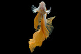 Fototapeta Londyn - Rhythmic of Betta fish, siamese fighting fish betta splendens (Halfmoon Gold Dragon betta ),isolated on black background.