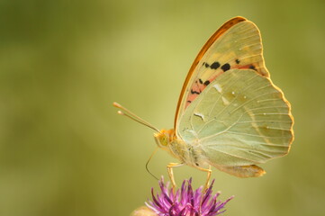 Canvas Print - Butterfly on a colored background. Natural background. Insects close-up.