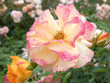 Rozłożysty kwiat różowej róży i dwa małe pączki