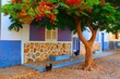 Colorful house and tree with flowers in Maio, Cape Verde