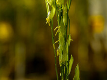 Fresh Green Flowers Are Blooming With Pollen That Is Ready To Be Transmitted Using Organic Planting Methods. Rice During Pregnancy, Rice During The Period Of Rice Milk Production And The Background Is