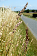 field of wheat