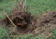 Uprooted Tree. Axed Tree Roots In The Hole. The Bush Was Uprooted From The Ground.