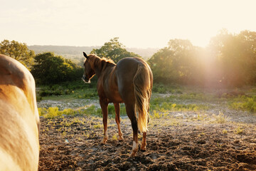 Young horse during farm sunrise in grass field on farm.