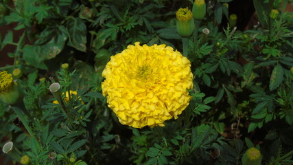 yellow flowers in the garden