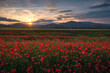 Poppy field in region Turiec, Slovakia. Landscape with sunset over poppy field. Red petals poppies in summer countryside.