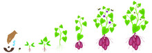 Cycle Of Growth Of Sweet Potato Plant On A White Background.