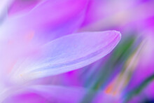 Purple Crocus Flower Blooming In Spring Awakening Close Up Of Fragile Flower Head For Gardener And Botanical Interest
