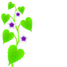 Sweet Potato Stalk With Leaves And Flowers On A White Background.