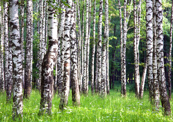 Fototapete - Morning summer park with birches and flowers