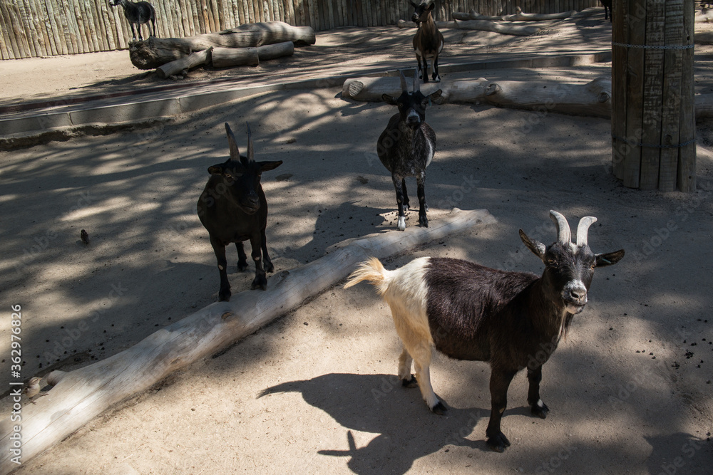 Obraz na płótnie kozy stadko natura zwierzęta rogi w salonie