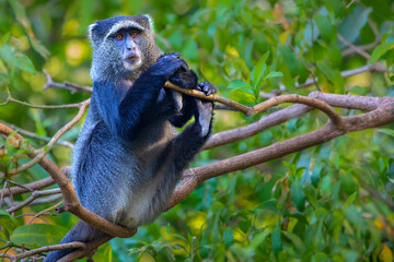 Blue monkey in Lake Manyara, Tanzania, Africa