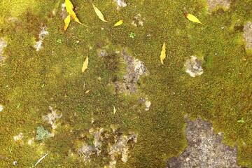 Wall Mural - Overhead shot of a ground covered with moss and yellow leaves