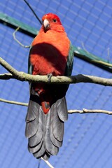 Canvas Print - Vertical shot of a red parrot on the tree branch behind the chain link fence