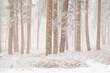 A forest of ponderosa trees during a snow storm near Sisters, Oregon.