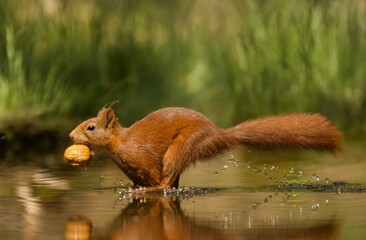 Selective focus shot of a red squirrel running on the water with a nut