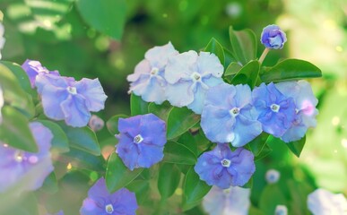 Wall Mural - Selective focus shot of beautiful brunfelsia flowers growing in the garden