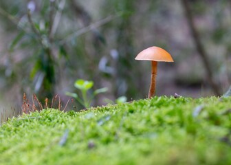 Wall Mural - Closeup shot of a wild mushroom growing in grass field