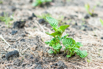 The leaves of a sprouted young potato can be seen from the ground