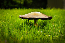 Magic Toadstool - Closeup In Very Green Grass With Shallow Focus And Bokeh