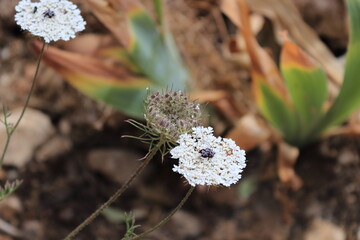 white flower