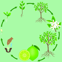 Wall Mural - Life cycle of a lime plant on a green background.