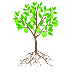 Wall Mural - Lime tree with fruits and roots on a white background.