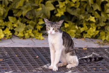 Poster - Closeup shot of a gray and white cat standing on the ground outdoors