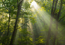 Early Morning Sunlight Rays Shining Through Misty Forest Trees.