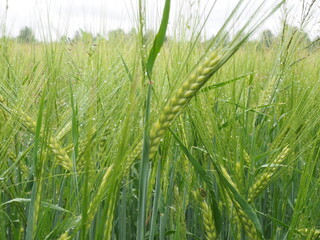 green ears of rye are wet from the rain. farm field.