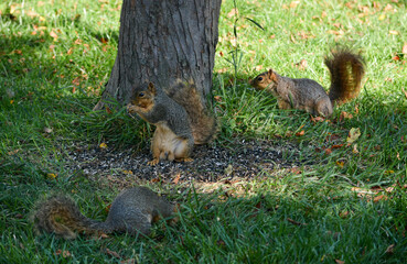 Wall Mural - Earl Squirrel Family Breakfast