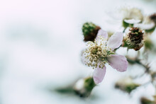 Branche Avec Des Fleurs Couleur Pastel Rose - Arrière Plan Naturel - Ronce Commune Ou Rubus Fructicosus