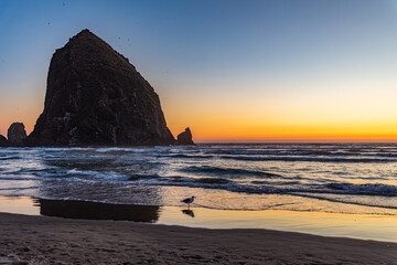 Wall Mural - Seagull standing in sunset water reflections on Cannon beach with a golden sunset behind Haystack Rock