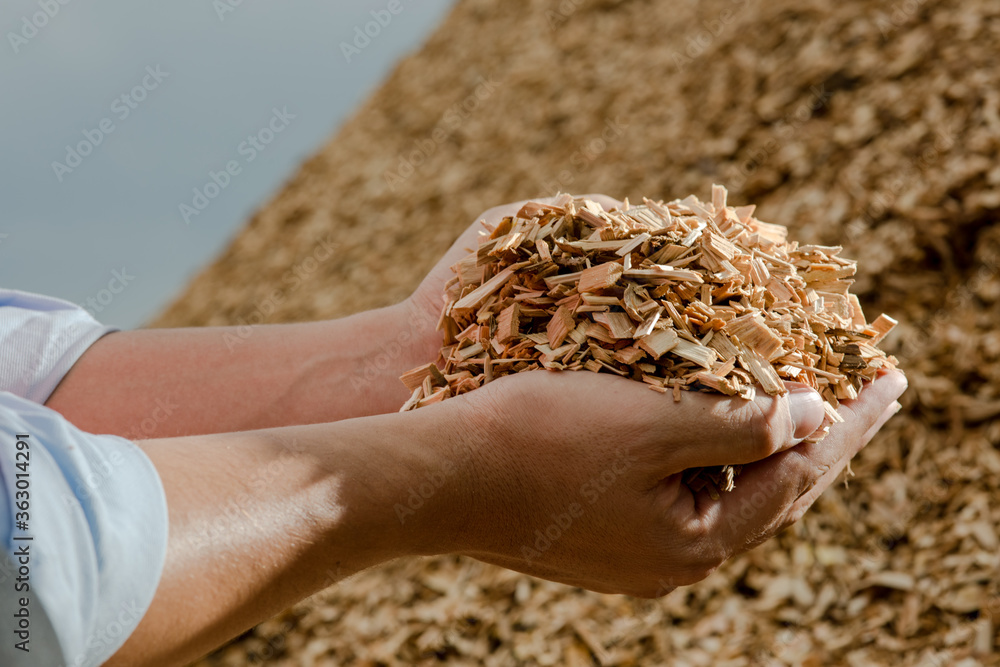 Hands holding wooden chips from eucalyptus trees as fuel for clean energy - obrazy, fototapety, plakaty 