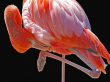 Pink Flamingo Preening -- Closeup Of A Pink Flamingo Preening Feathers With His Beak Against A Black Background